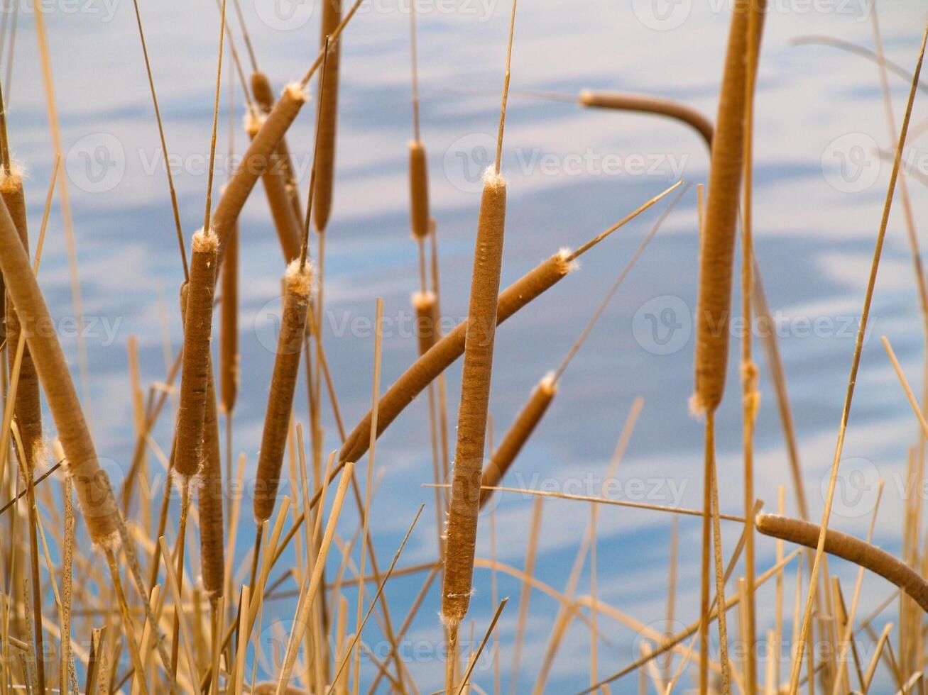 Close-up of dry cattails by the water with a soft blurred background. Concept of wetland plants, natural ecosystems, tranquility, and seasonal landscapes photo