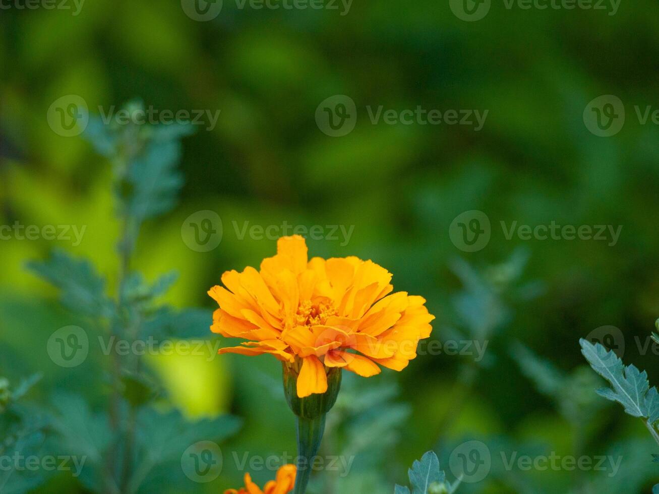 Bright Yellow Marigold Blooming in Lush Green Garden, Concept of Nature's Beauty, Vibrant Floral Colors, Botanical Tranquility, Spring. Copy space photo