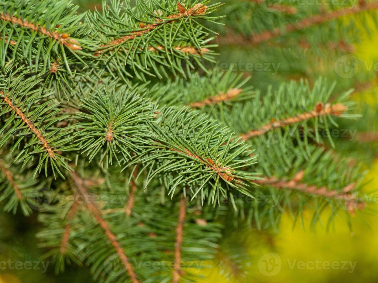 Close-up of Pine Tree Branches with Vibrant Green Needles in Springtime Forest. Concept of Nature's Beauty, Fresh Growth, Evergreen Foliage, Christmas. Background photo