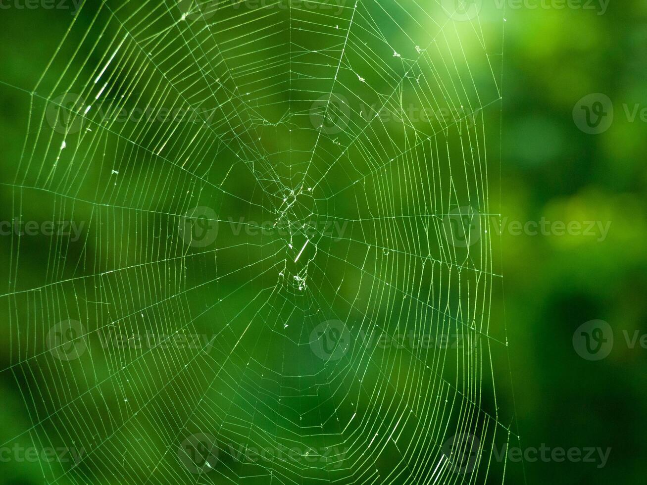 Close-up of a spider web with dewdrops against a green blurred background. Concept of nature, delicate structures, spiders, Forest Tranquility, and natural ecosystems. Copy space. Background photo