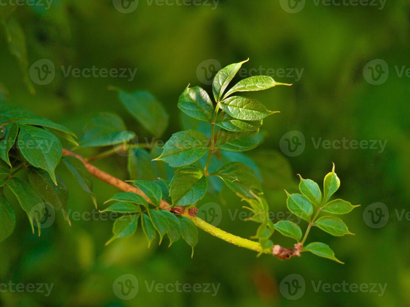 Close-up of Vibrant young green leaves on a branch in Sunlight with a blurred green background. Concept of spring growth, nature renewal, fresh foliage, eco-friendly environment photo