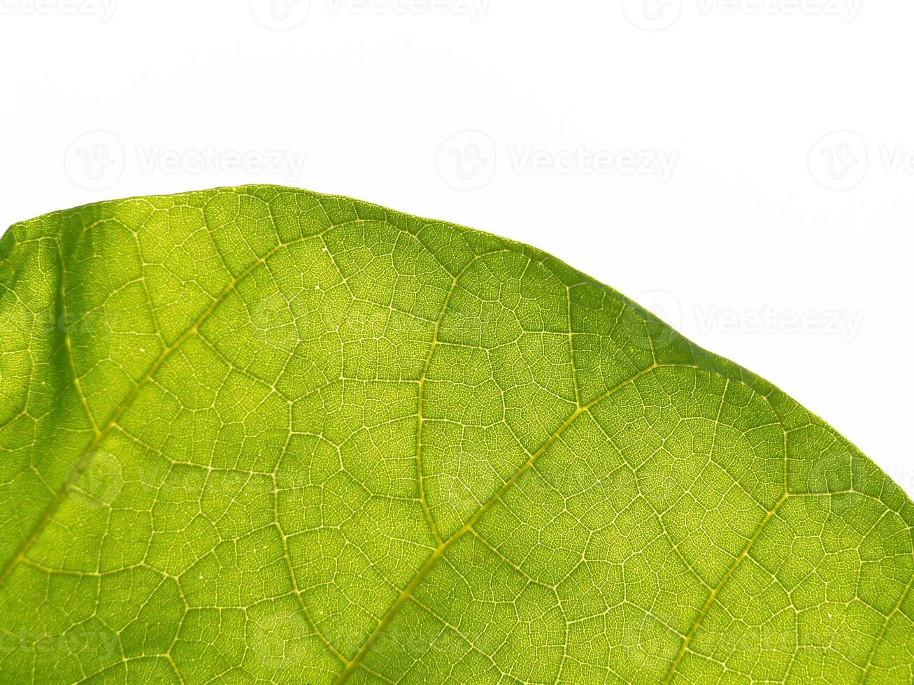 Close-up of Vibrant Green Leaf on White Background, Concept of Nature, Growth, Freshness, Eco-friendly. Macro shot. Copy space photo