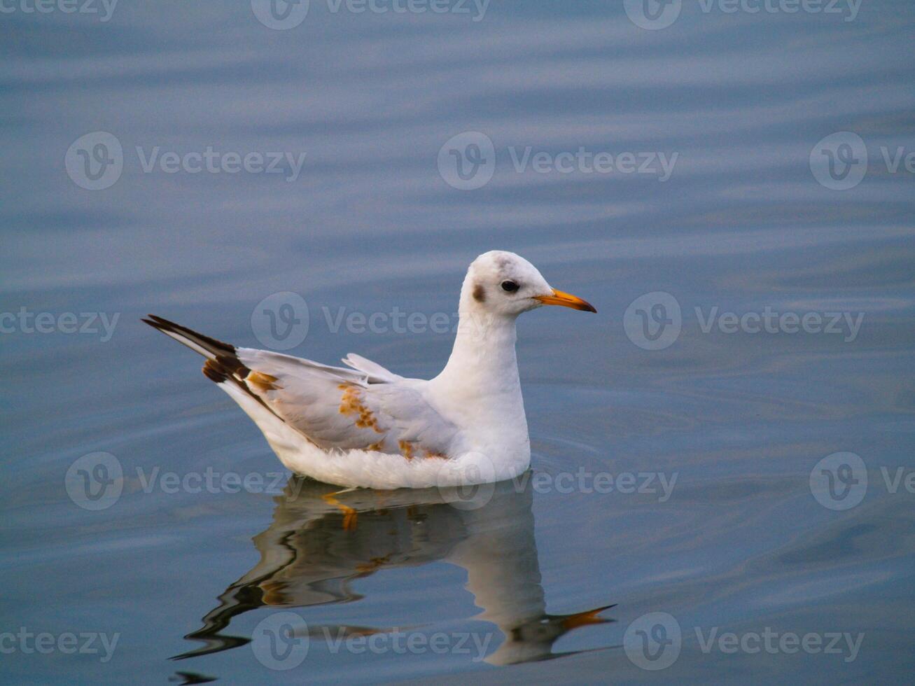 Seagull Floating Peacefully on Calm Water, Concept of Tranquility, Nature Observation, and Serene Waterfront photo