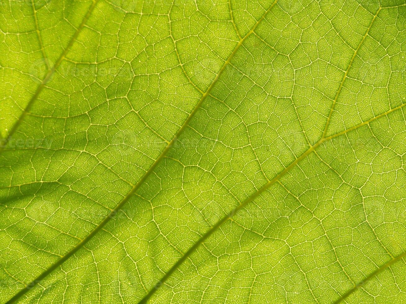 Close-up of Vibrant Green Leaf Showing Intricate Veins and Texture in Nature Art, Concept of Organic Beauty, Environmental Conservation, Natural Patterns. Macro shot. Background. Copy space photo