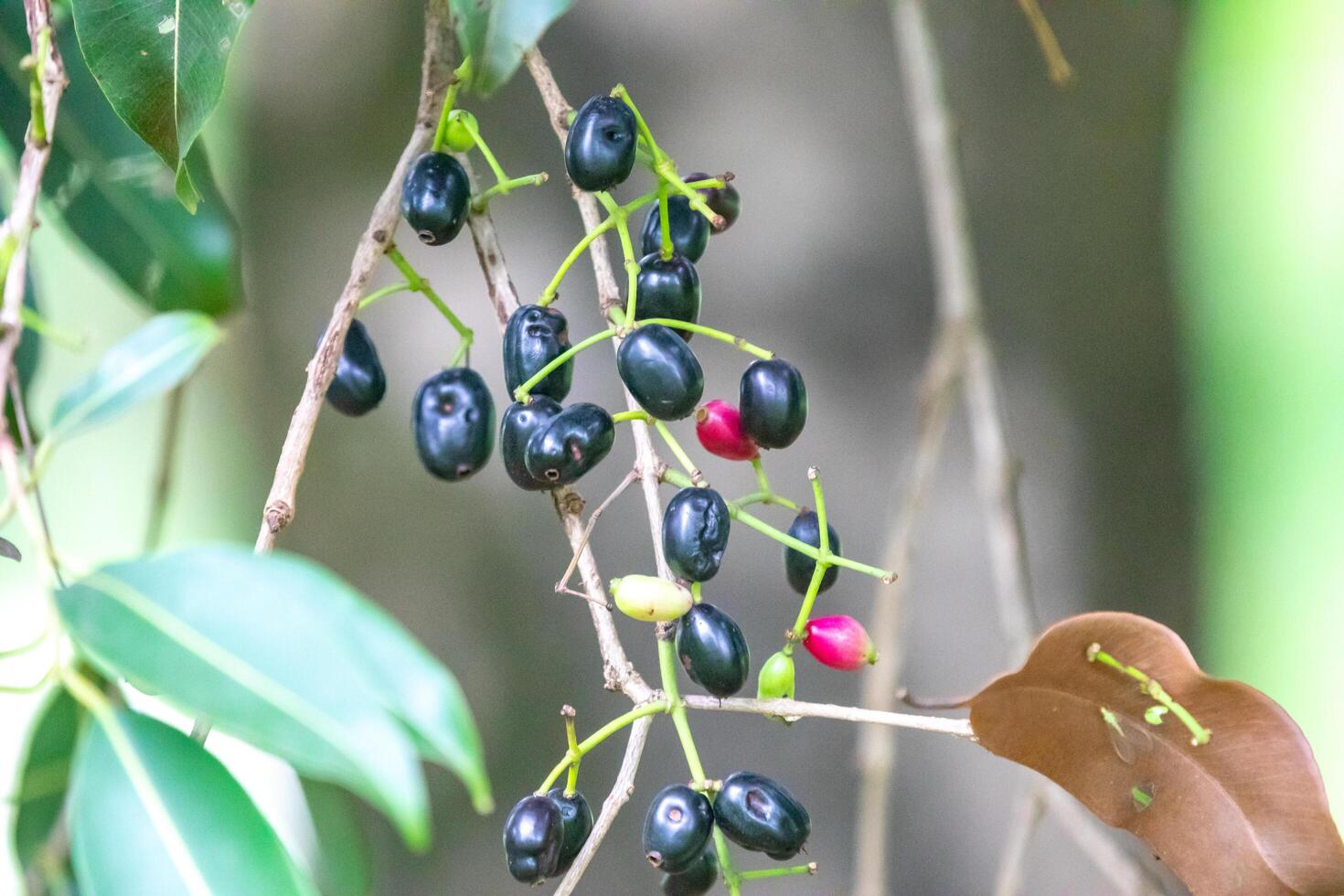 Jamelao fruit Syzygium cumini photo