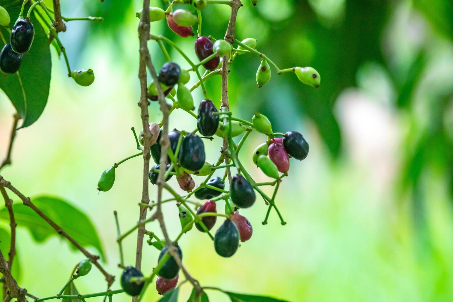 Jamelao fruit Syzygium cumini photo