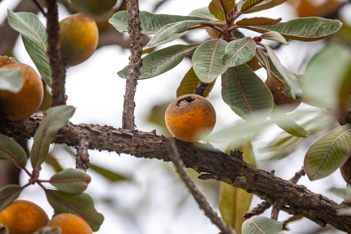 Curriola Pouteria ramiflora wild fruit from the Brazilian cerrado biome photo