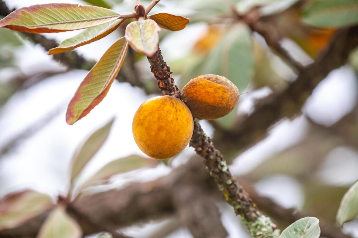 Curriola Pouteria ramiflora wild fruit from the Brazilian cerrado biome photo