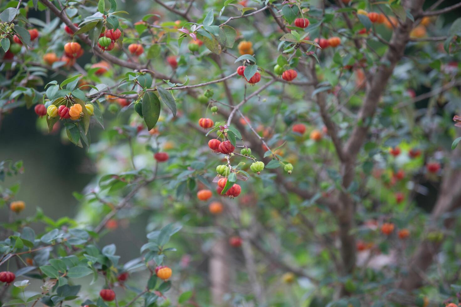 Pitanga fruits Eugenia uniflora,on the tree and blurred background photo