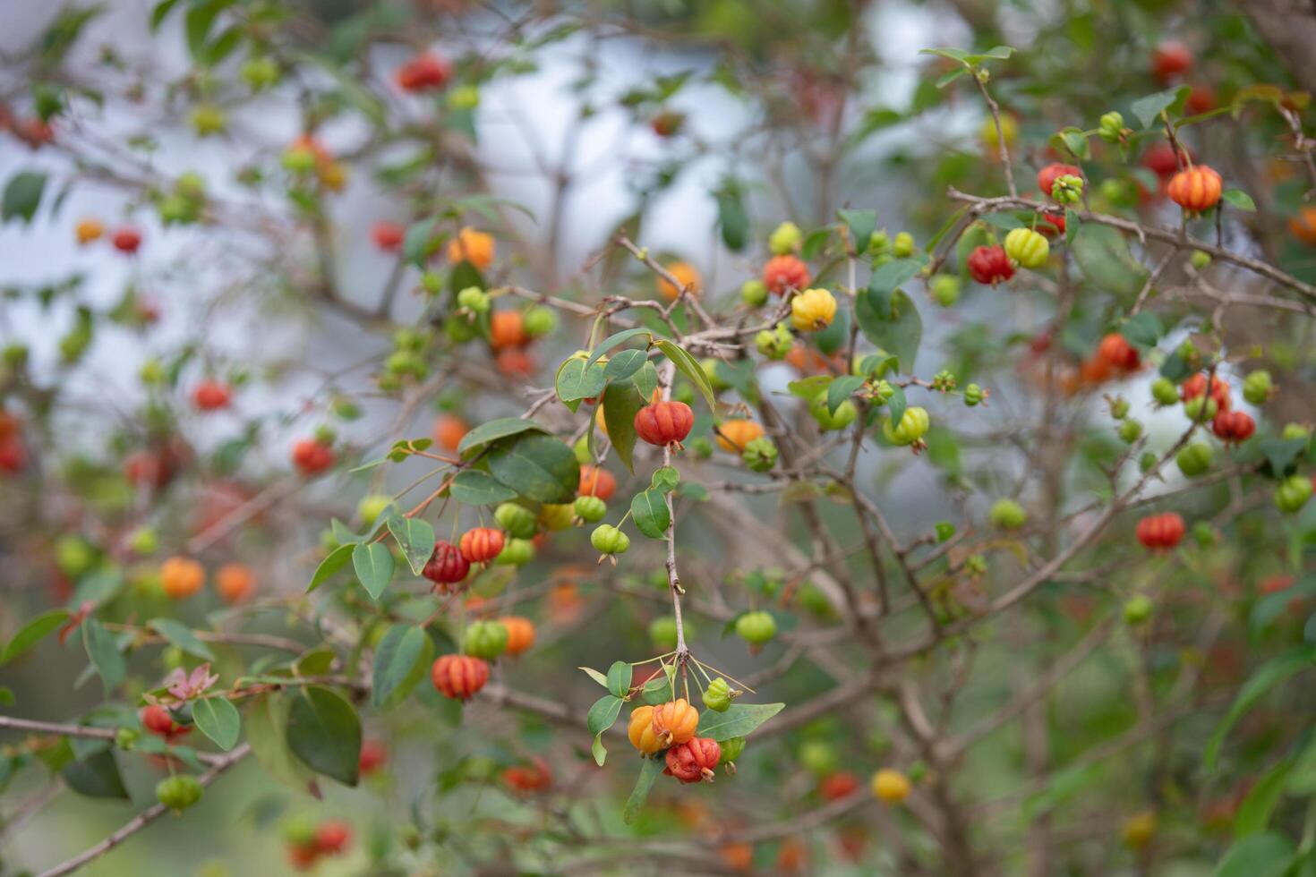 Pitanga fruits Eugenia uniflora,on the tree and blurred background photo