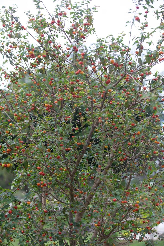 Pitanga fruits Eugenia uniflora,on the tree and blurred background photo