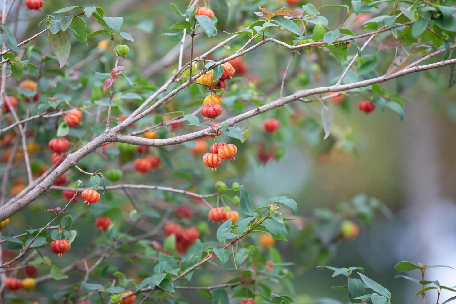 Pitanga fruits Eugenia uniflora,on the tree and blurred background photo