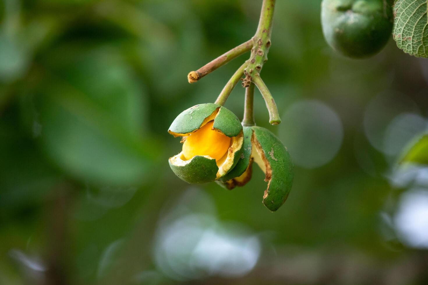 Ripe Pequi fruit Caryocar brasiliense, wild fruits typical of the Brazilian cerrado biome. photo