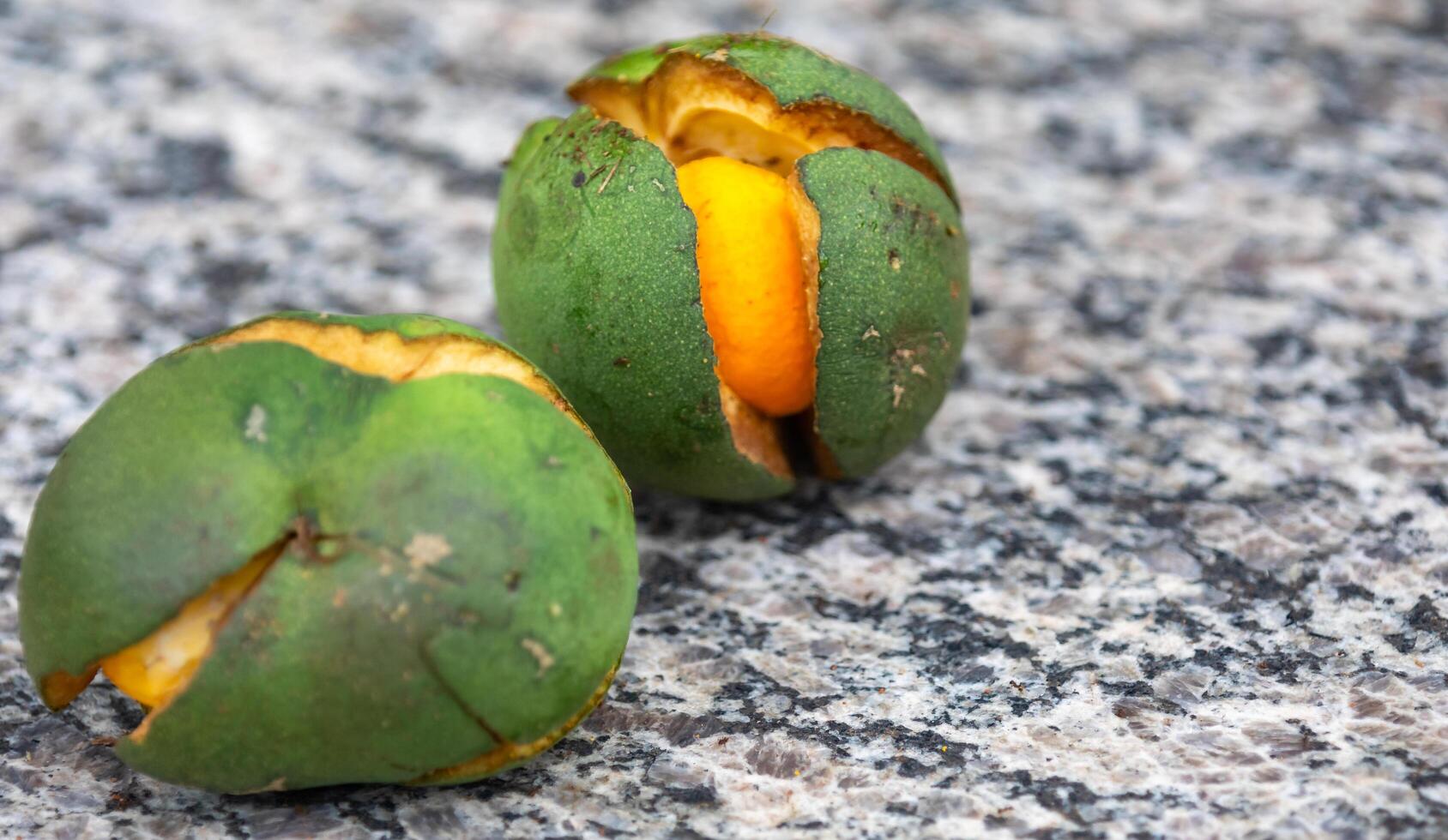 Ripe Pequi fruit Caryocar brasiliense, wild fruits typical of the Brazilian cerrado biome. photo