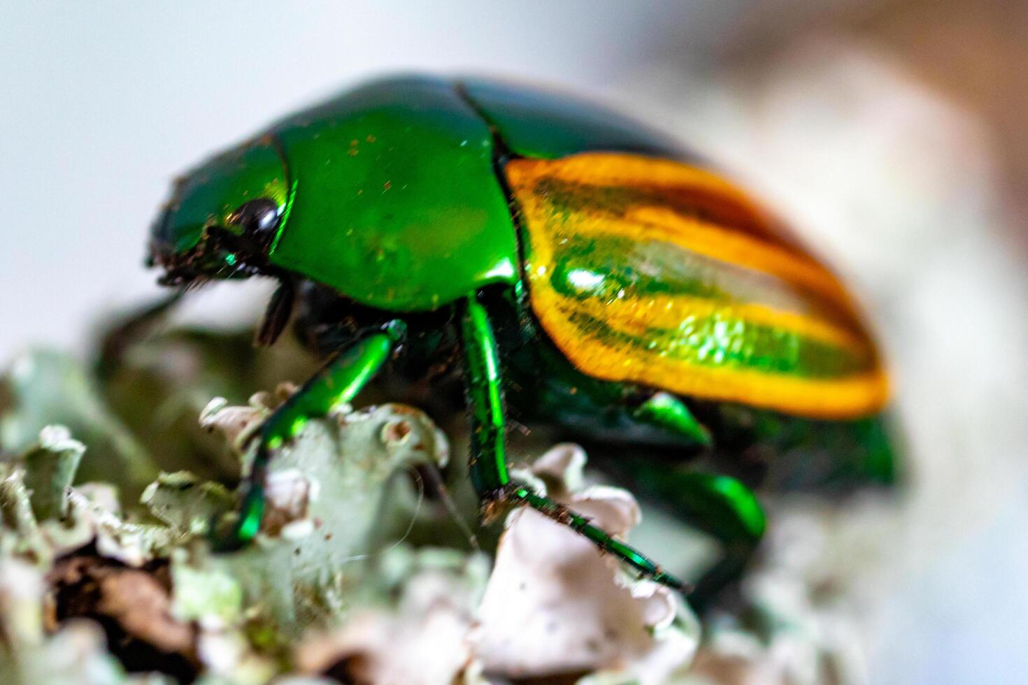 Beautiful green and yellow South American tropical beetle Macraspis festiva known as brasileirinho photo