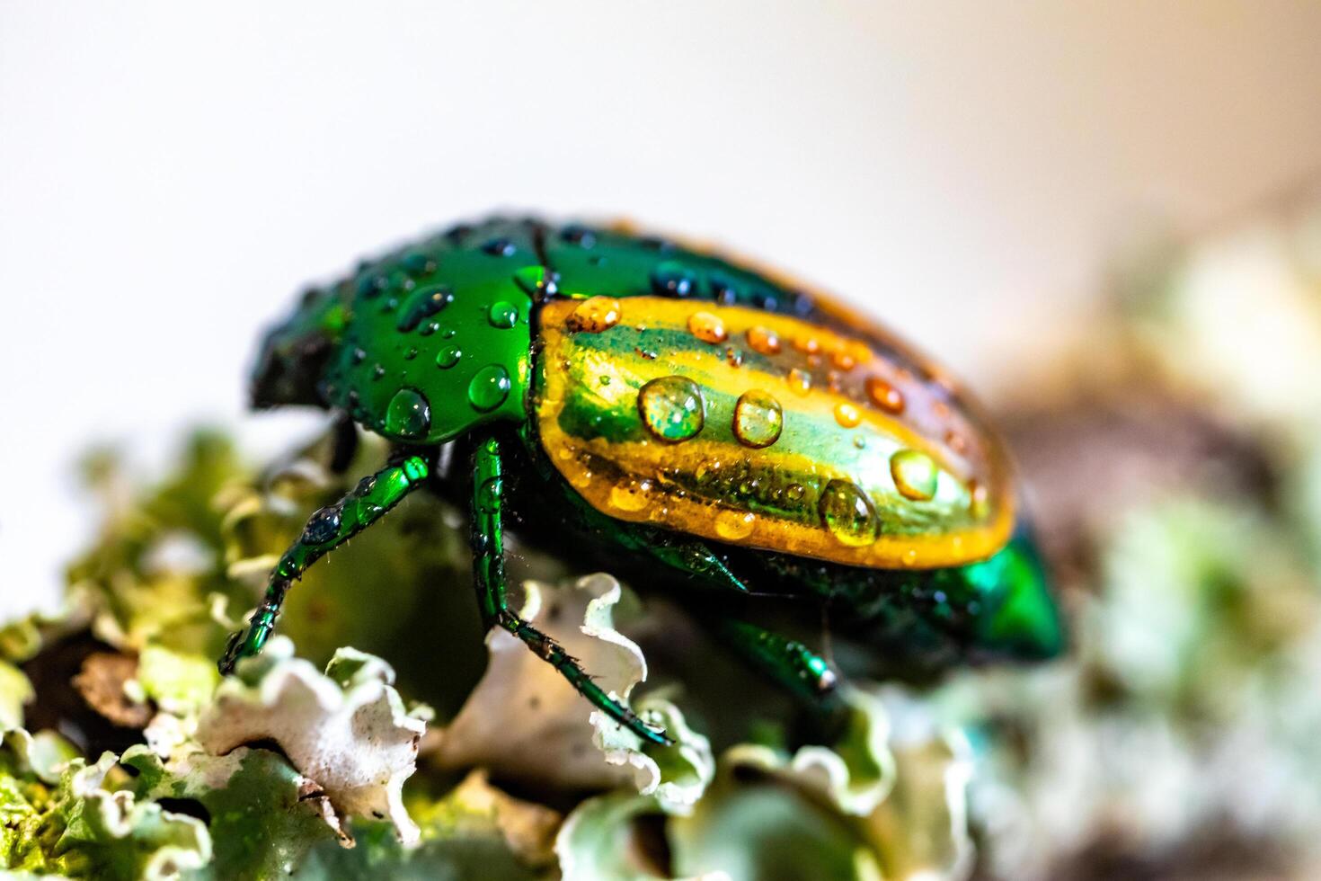 Beautiful green and yellow South American tropical beetle Macraspis festiva known as brasileirinho photo