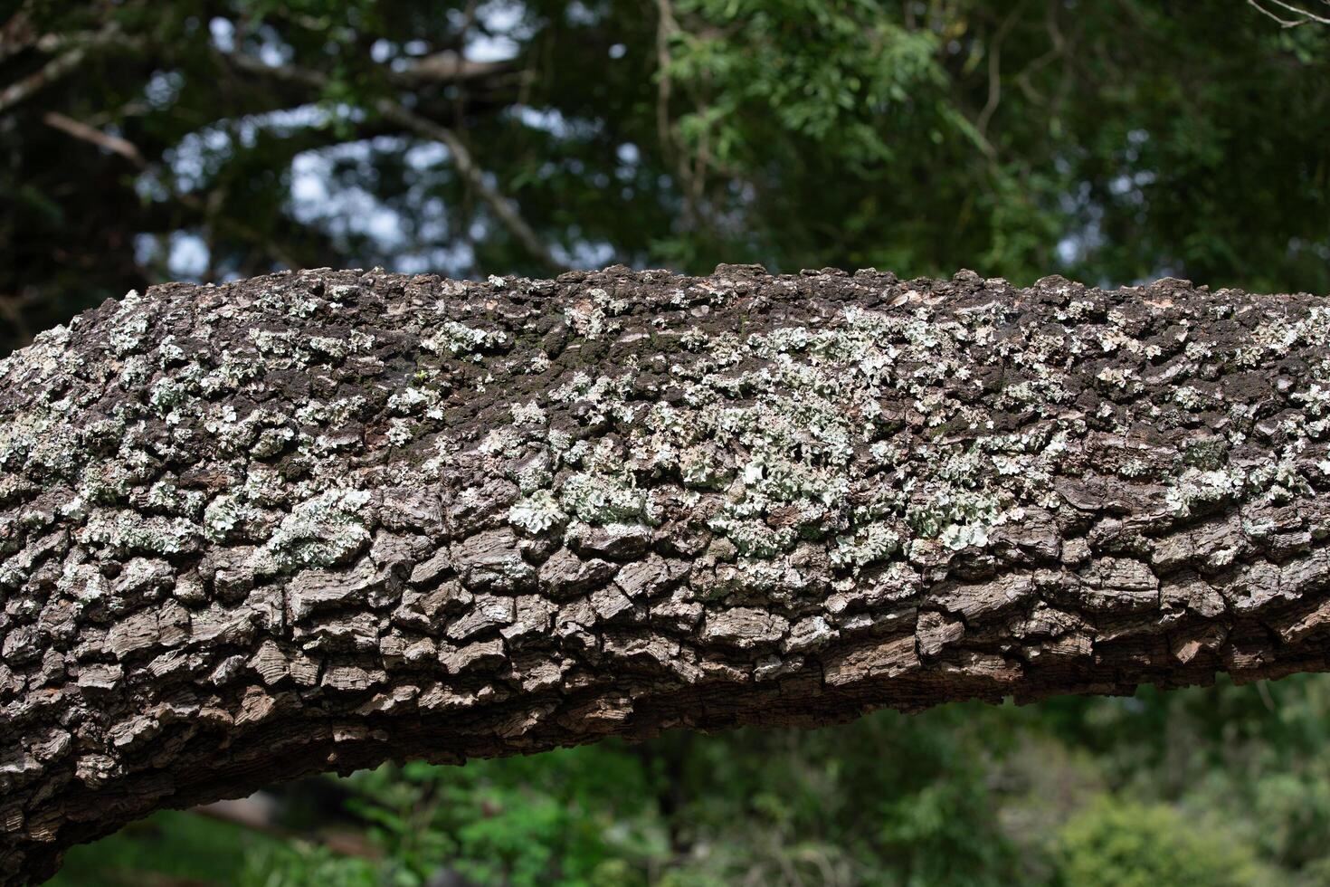 Rustic rainforest tree bark texture photo