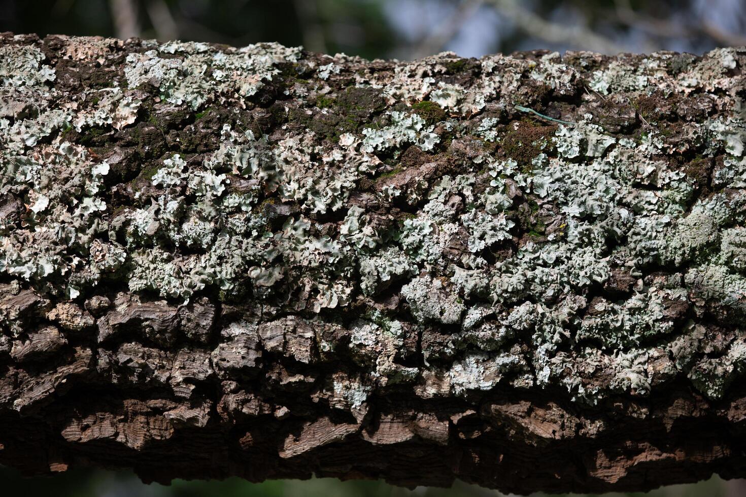 Rustic rainforest tree bark texture photo