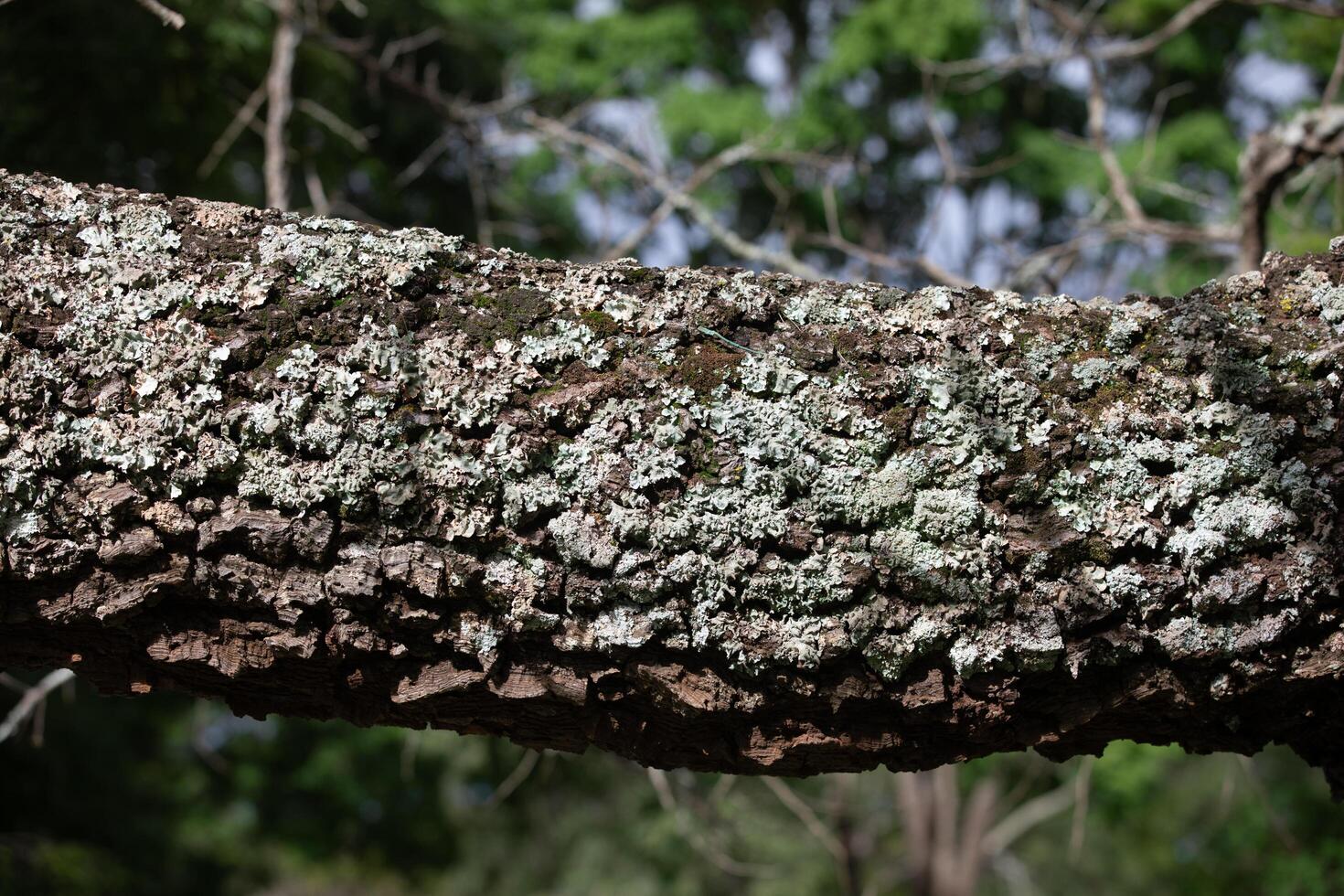 Rustic rainforest tree bark texture photo
