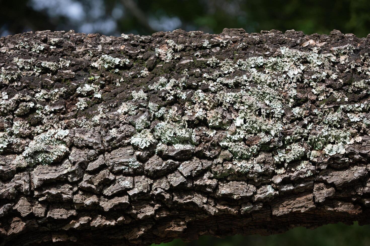 Rustic rainforest tree bark texture photo
