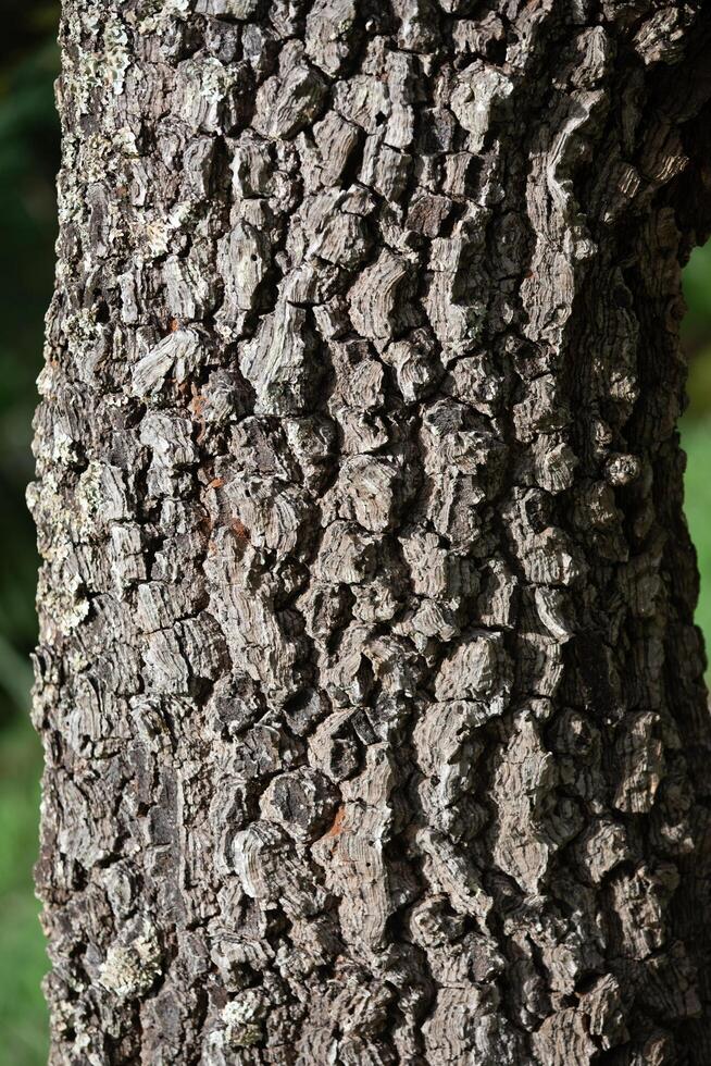 Rustic rainforest tree bark texture photo
