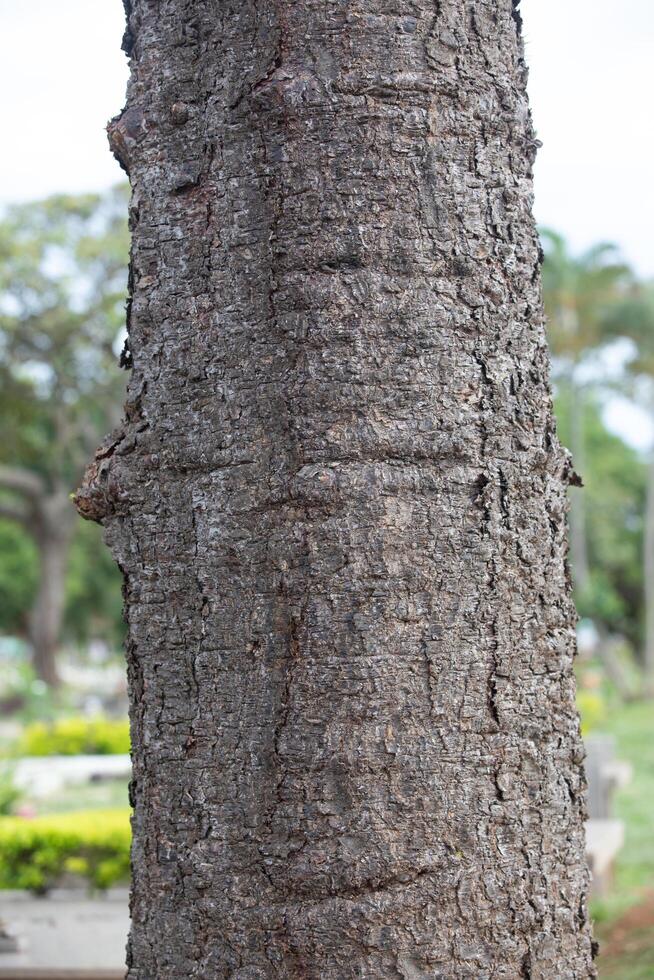 Rustic rainforest tree bark texture photo