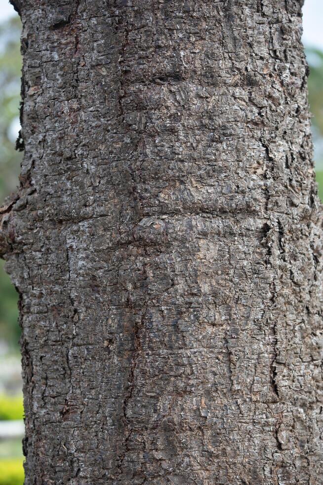 Rustic rainforest tree bark texture photo