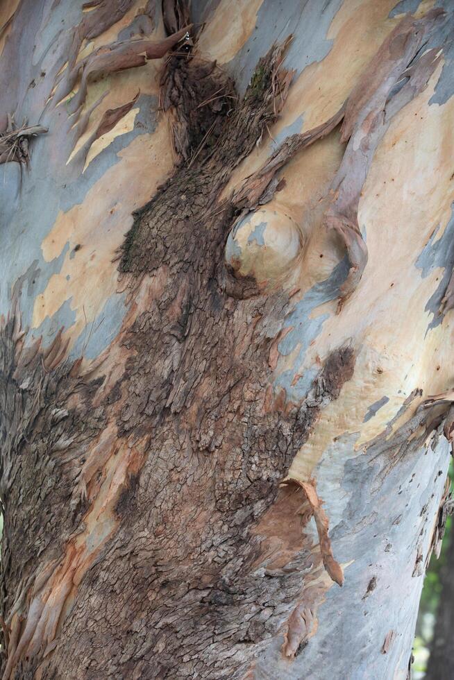 Rustic rainforest tree bark texture photo