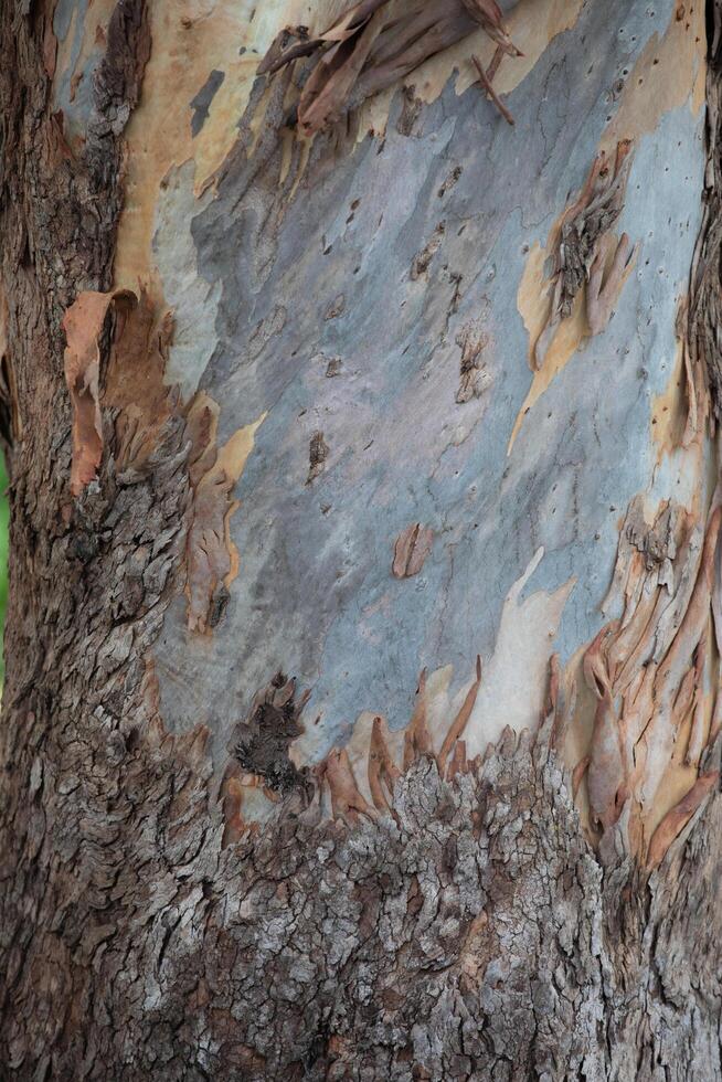 Rustic rainforest tree bark texture photo