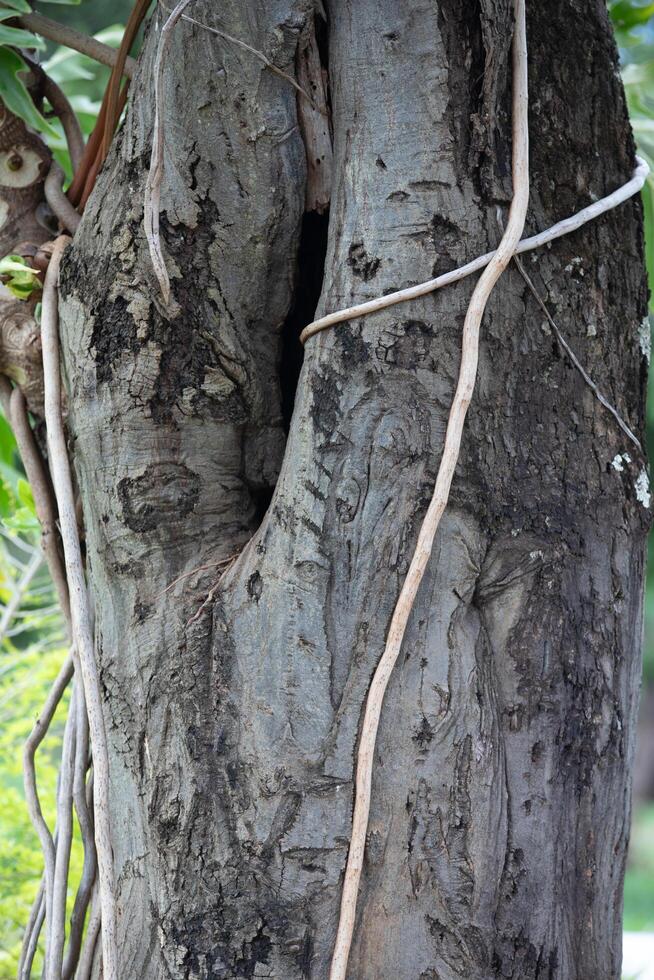 Rustic rainforest tree bark texture photo