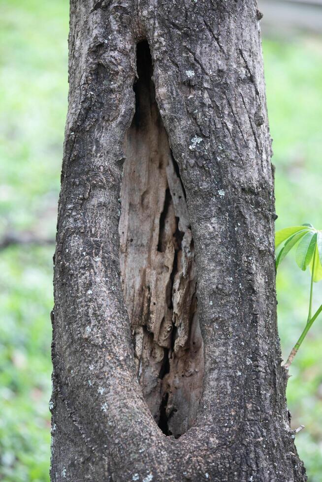 Rustic rainforest tree bark texture photo