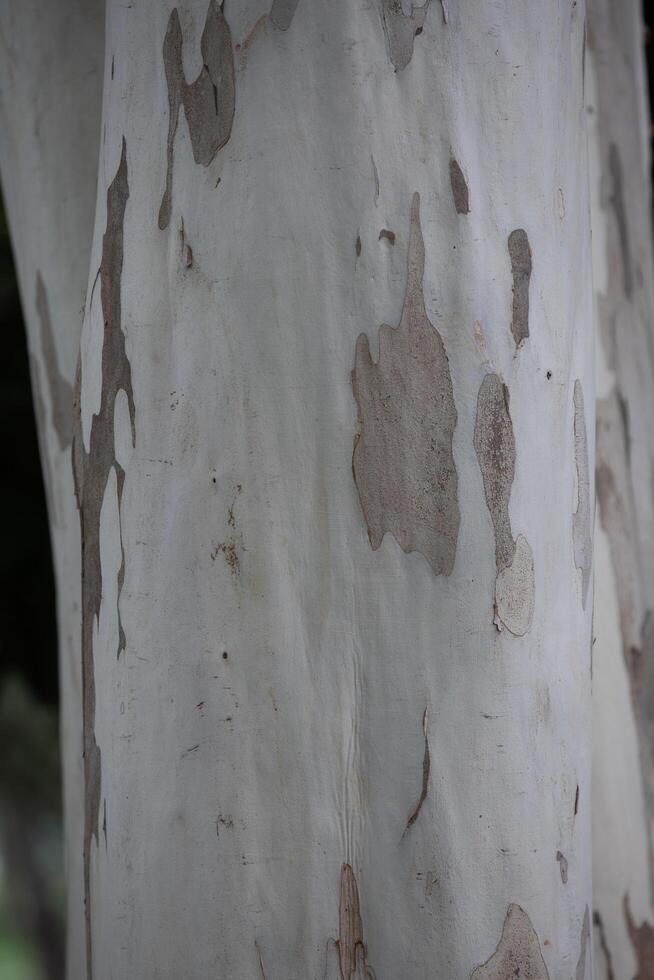 Rustic rainforest tree bark texture photo