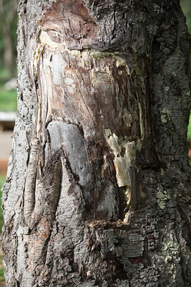 Rustic rainforest tree bark texture photo