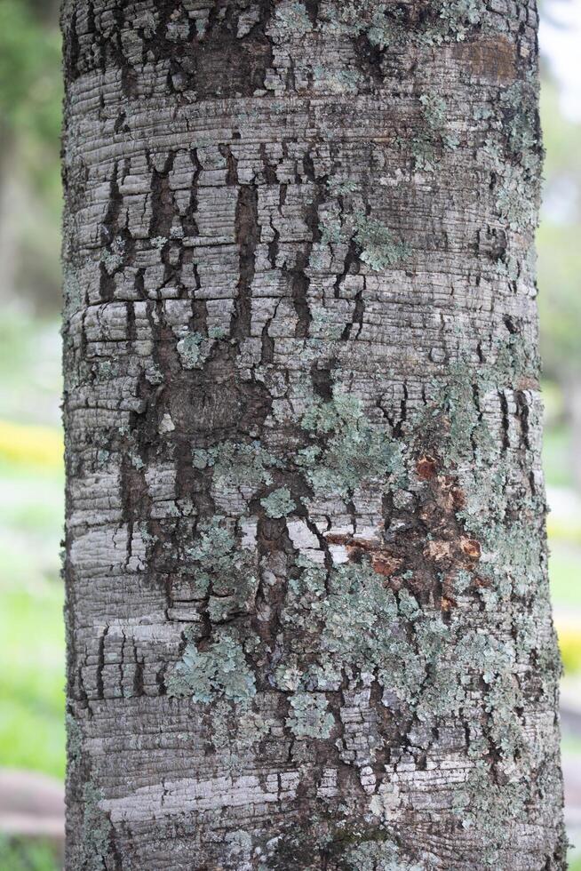 Rustic rainforest tree bark texture photo