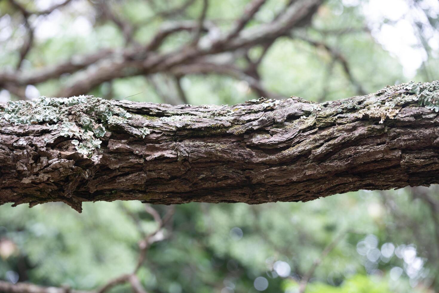 Rustic rainforest tree bark texture photo