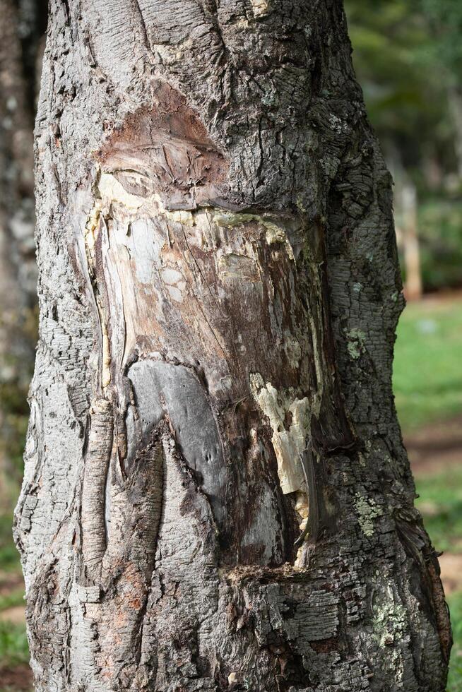 Rustic rainforest tree bark texture photo