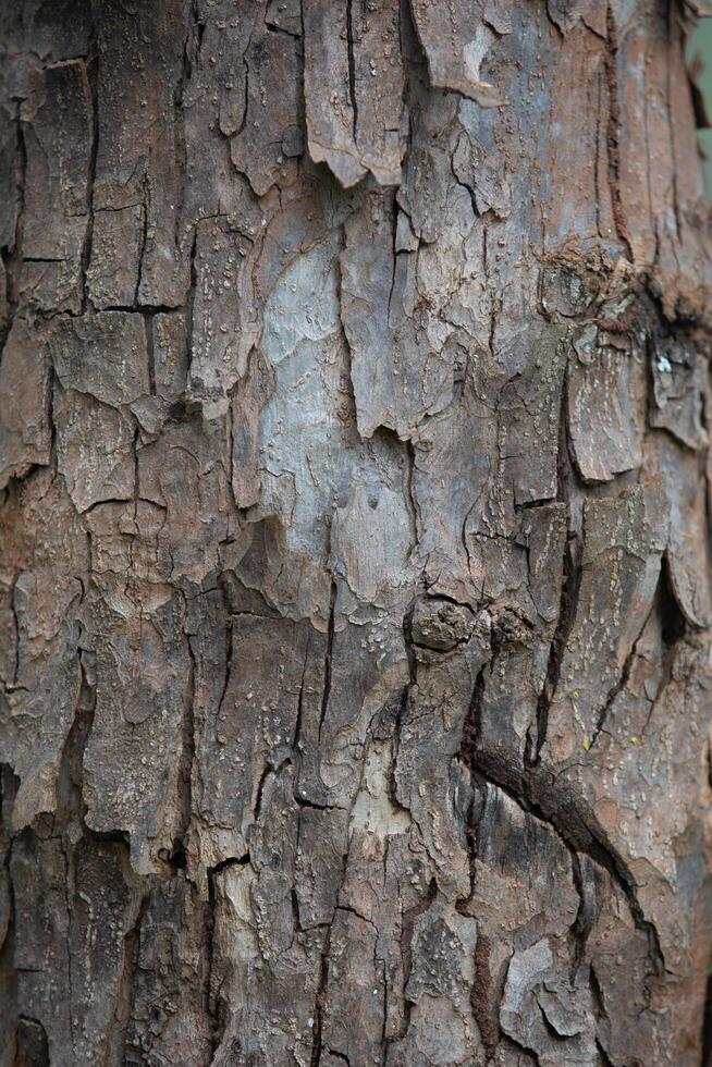 Rustic rainforest tree bark texture photo