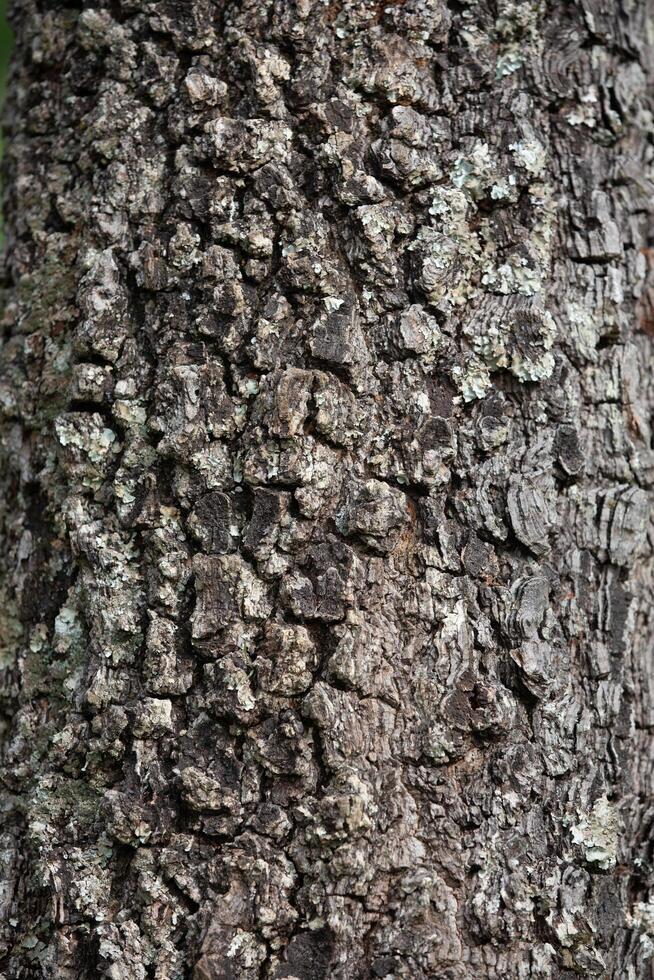 Rustic rainforest tree bark texture photo