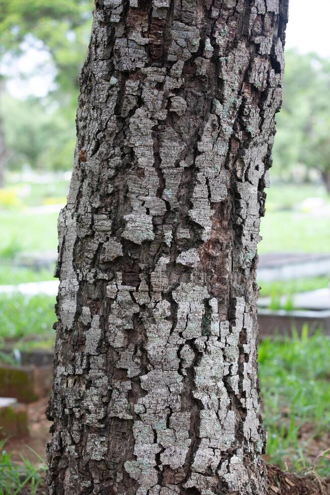 Rustic rainforest tree bark texture photo