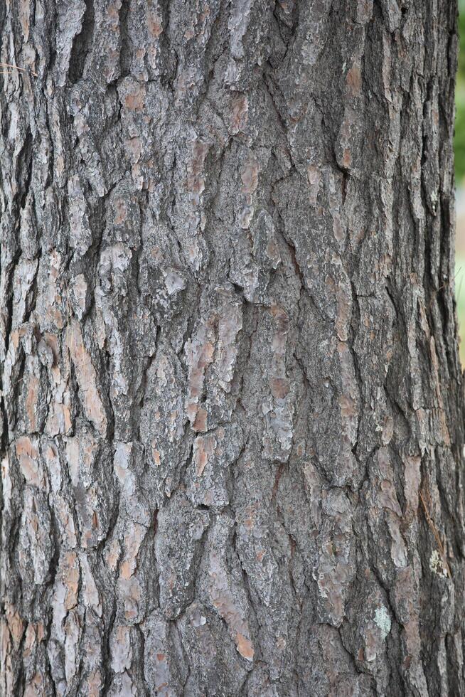 Rustic rainforest tree bark texture photo