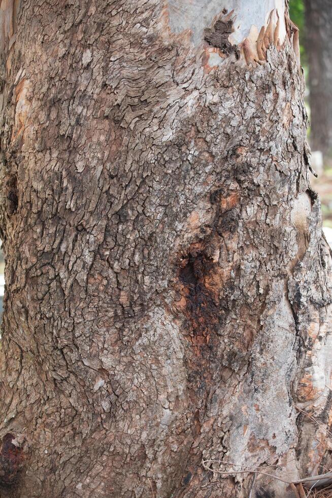 Rustic rainforest tree bark texture photo