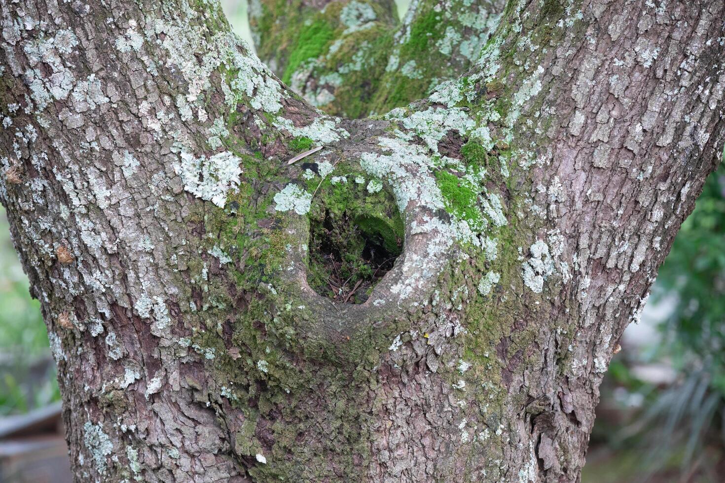 Rustic rainforest tree bark texture photo