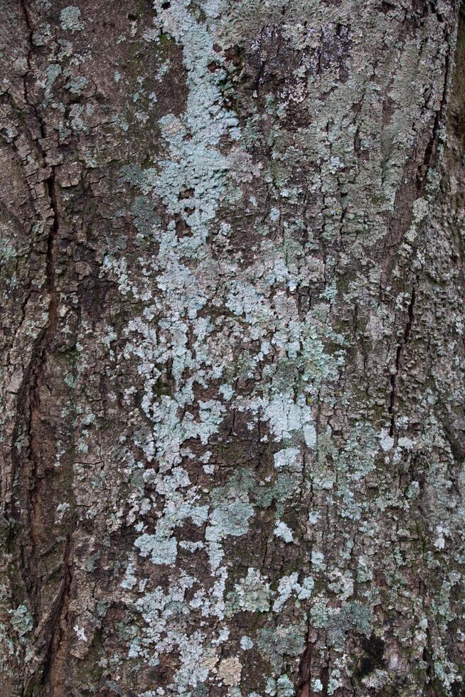 Rustic rainforest tree bark texture photo