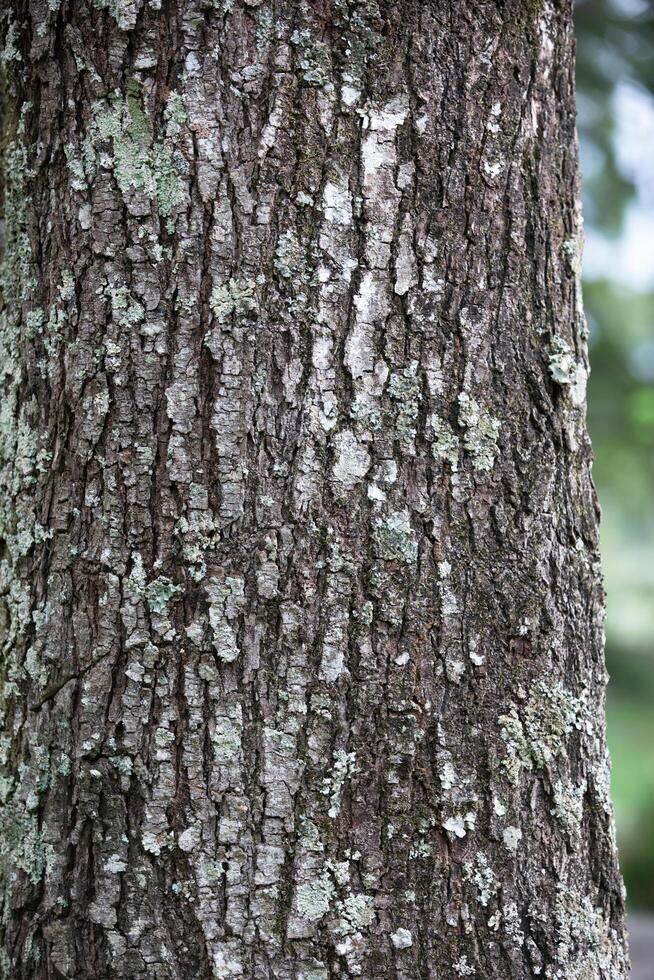 Rustic rainforest tree bark texture photo