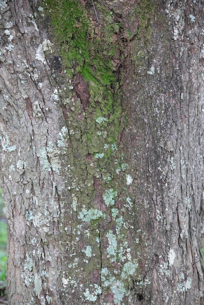 Rustic rainforest tree bark texture photo