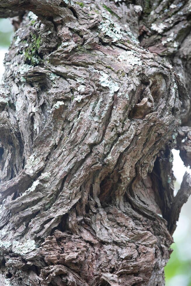 Rustic rainforest tree bark texture photo