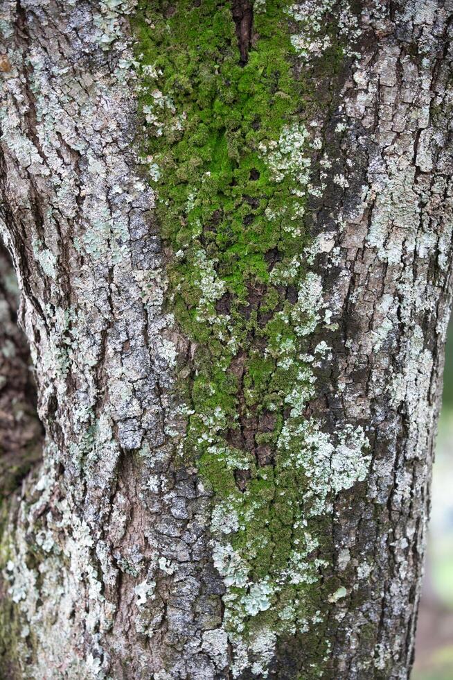 Rustic rainforest tree bark texture photo