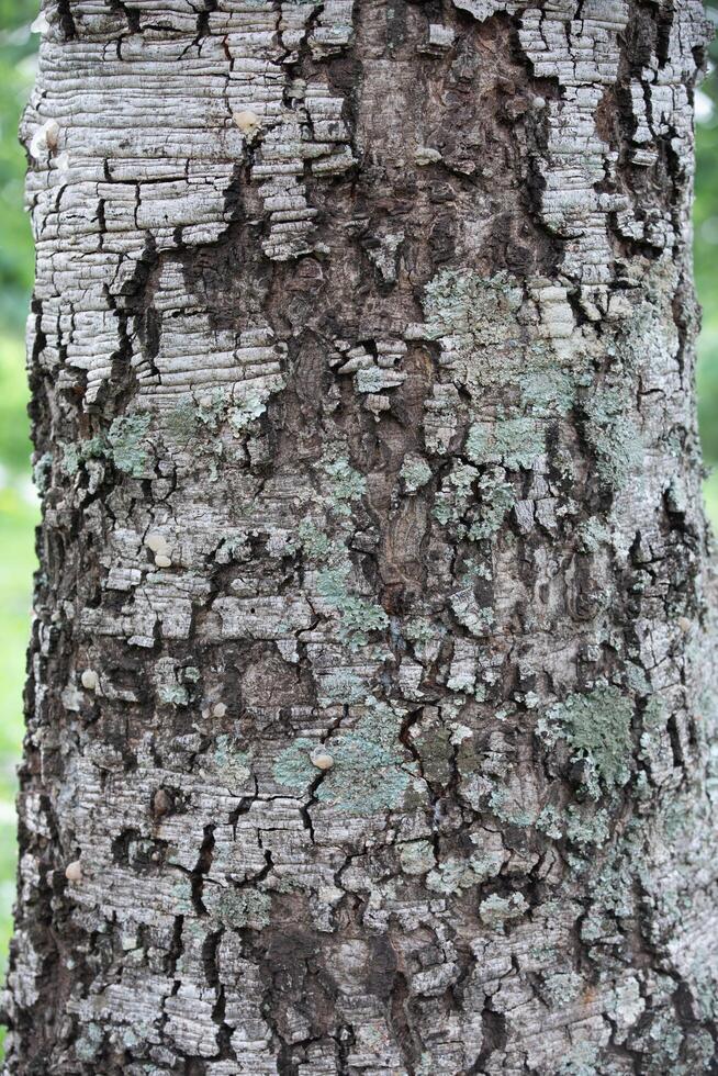 Rustic rainforest tree bark texture photo