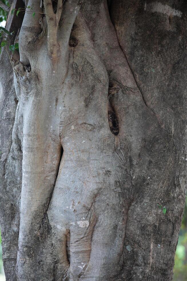 Rustic rainforest tree bark texture photo