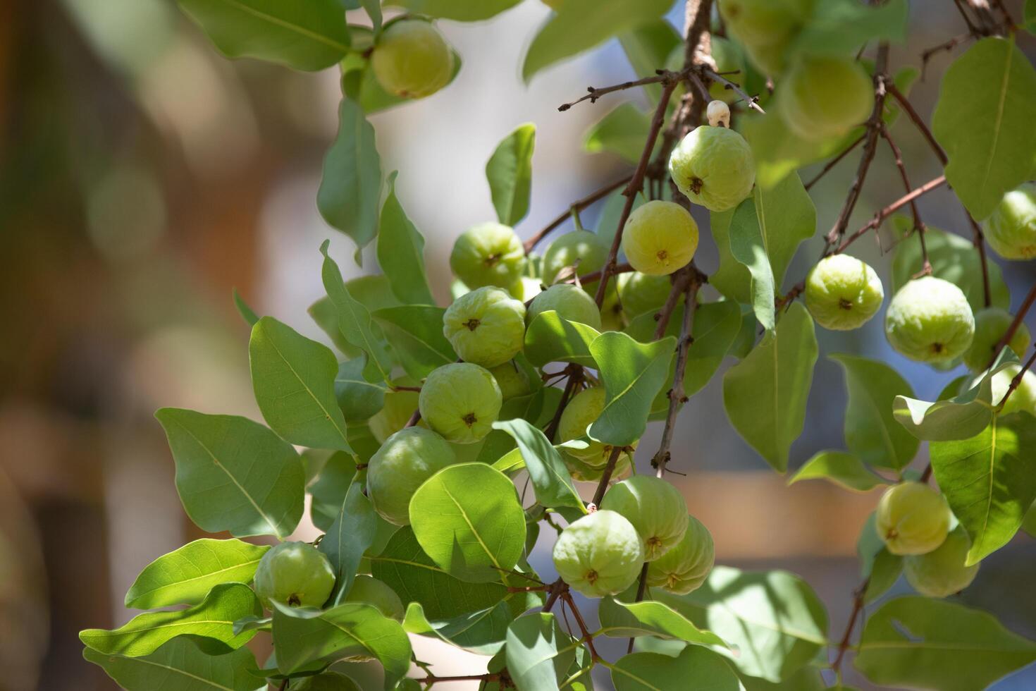 Ripe edible wild fruit from the Brazilian cerrado biome, fruit known as cagaita Stenocalyx dysentericus of the Magnoliopsida class and the Myrtaceae family. photo